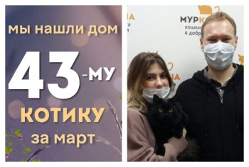 Котик Емеля начинает новую домашнюю жизнь!