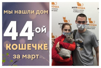 Нежная кошечка Перинка отправилась домой!