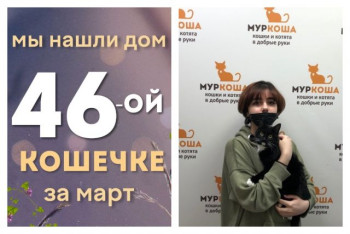 Кошечка Панди нашла дом за один месяц!