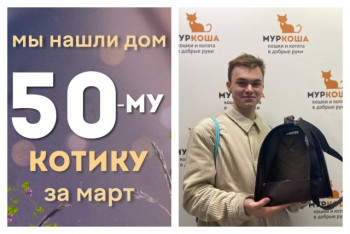 Котик Митенька стал домашним за один месяц!