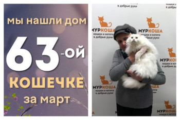 Кошечка Молокошка начинает жизнь с чистого листа!