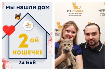 Кошечка Кейко начинает домашнюю жизнь!