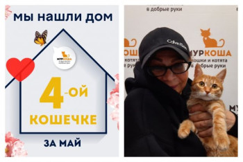 Годовалая кошечка Мартышка стала домашней и счастливой!