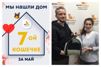 Кошечка Софа стала домашней любимицей!