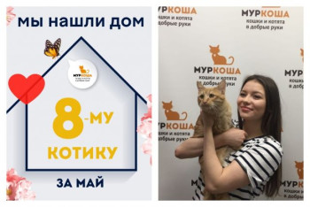 Котик Ронан рад познакомить со своей заботливой хозяйкой!