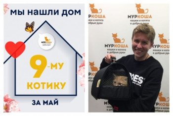 Котик Анри встретил свою семью!