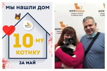 Котик Шнурочек начинает домашнюю и счастливую жизнь!