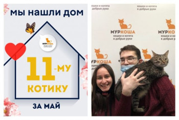 У котика Бифштекса теперь есть дом и семья!