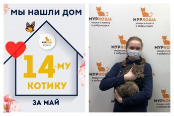 Котик Тигруля начинает домашнюю жизнь!