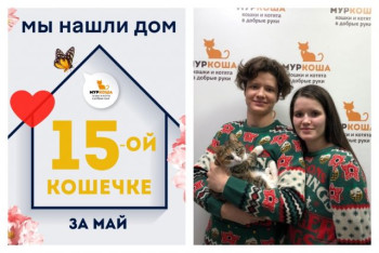 Кошечка Лосинка обрела домашнее счастье!