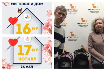 Котики Альфи и Винкс уезжают в один дом!