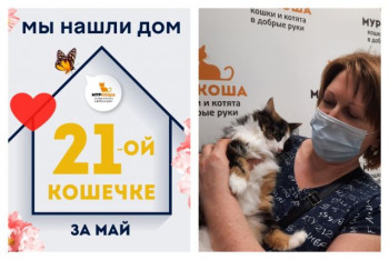 Кошечка Форси отправилась домой!