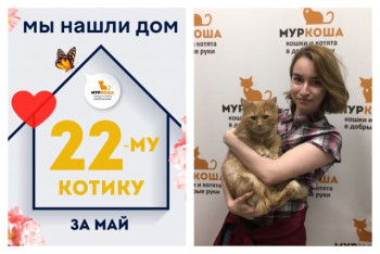 Котик Медовый начинает сладкую домашнюю жизнь!