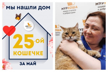 Кошечка Панакота начинает новую жизнь!