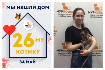 Котик Рамзес стал домашним всего за две недели!
