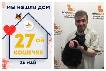 Нежная кошечка Чандра рада познакомить со своим хозяином!