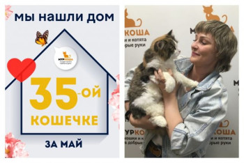 У кошечки Фриши теперь есть любящая хозяйка!