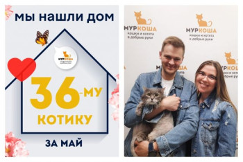 Пятилетний кот Мутон рад познакомить со своими хозяевами!