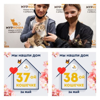 Кошечки Тютелька и Генриетта стали домашними любимицами!