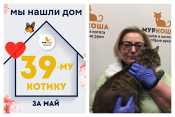 Котик Флаффи начинает жизнь с чистого листа!