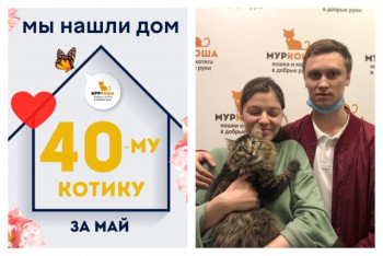 Котик Диджей начинает счастливую жизнь дома!