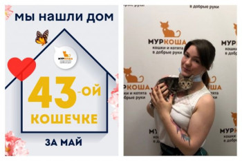 Кошечка Лея стала домашней всего за десять дней!