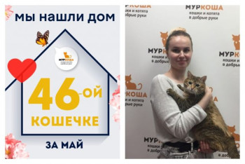 У кошечки Инжирки появилась заботливая хозяйка!