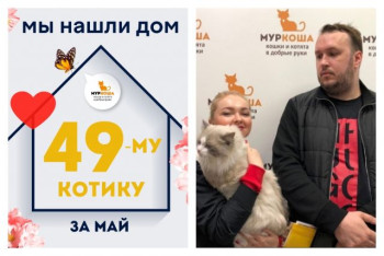 Котик Тироль отправился в новый дом!