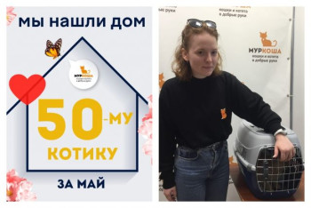Котик Гудвин отправляется в счастливую домашнюю жизнь!