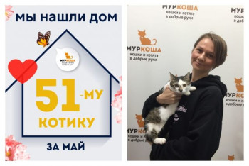 Котик Синнабон начинает новую жизнь!