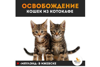Освобождение кошек из котокафе в Ижевске. Комментарий нашего юридического отдела