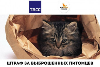 Штраф за выброшенного питомца - 30 000р. Новый законопроект