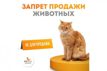 Запрет продажи животных в зоомагазинах и на птичьих рынках