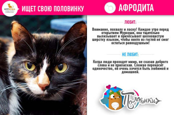 Афродита ищет свою половинку