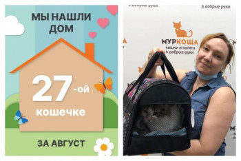 Кошечка Мисс Марпл начинает жизнь с чистого листа!