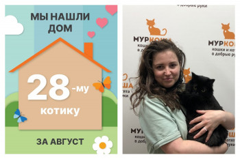 Котик Валенок стал домашним!