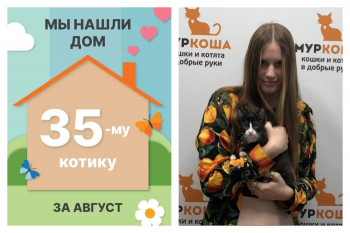 Котик Чешипуз стал домашним любимчиком!