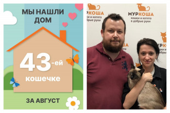 Кошечка Лагуна нашла дом за две недели!