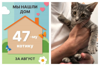 Котенок Юрчик нашел дом за один месяц!