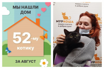 Трёхлетний котик Фандорин начинает счастливую домашнюю жизнь!