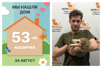 Кошечка Китюпа встретила ответственного хозяина!