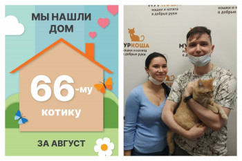 Солнечный Энсо стал домашним котиком!