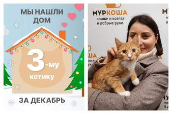 Котик Мицио начинает сладкую домашнюю жизнь!