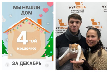 Кошечка Мифа стала домашней любимицей за полтора месяца!