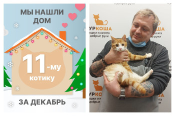 Котик Пармезанчик отправляется в сладкую домашнюю жизнь!
