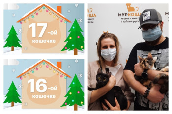 Кошечки Шалина и Шалар начинают домашнюю жизнь вместе!