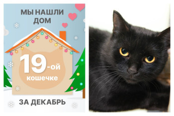 Кошечка Заира стала домашней любимицей!