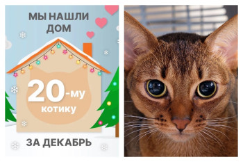 Спустя всего один месяц Чизар снова стал домашним!