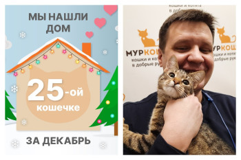 Кошечка Брюковка встретила надежного хозяина!