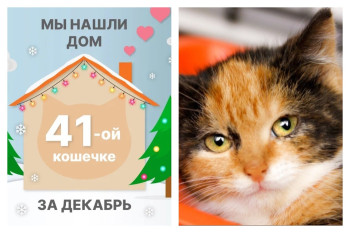 Кошечка Лоскутик начинает счастливую жизнь дома!